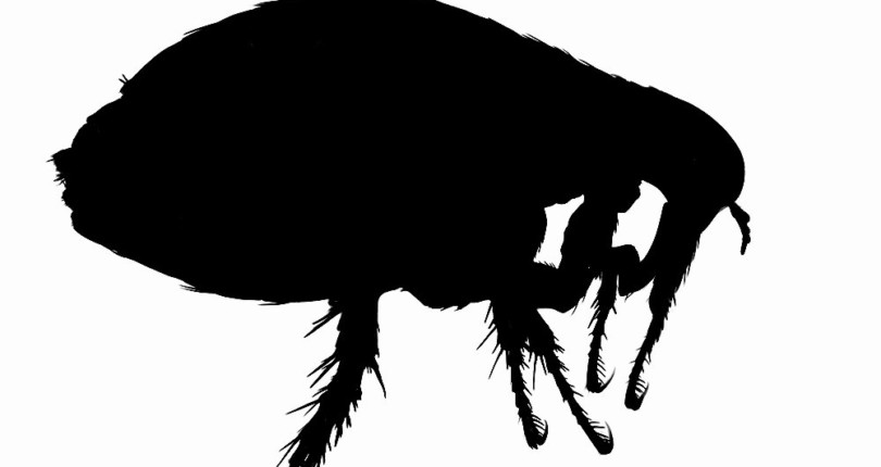 Watch out for fleas in run-down buildings